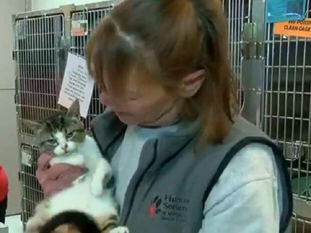 Котенок на руках Котик с женщиной