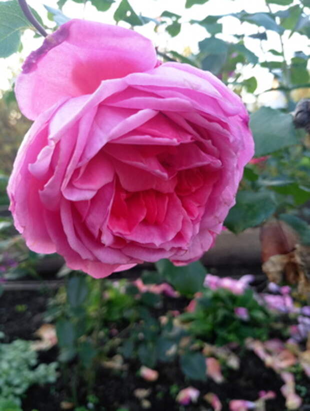 Фото на камеру Meizu MX6