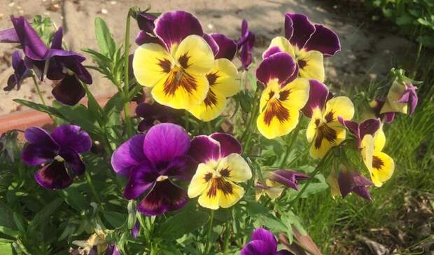 Картина дня в Приморье: скандал в самолёте, летний сюрприз и жуткий рост COVID-19