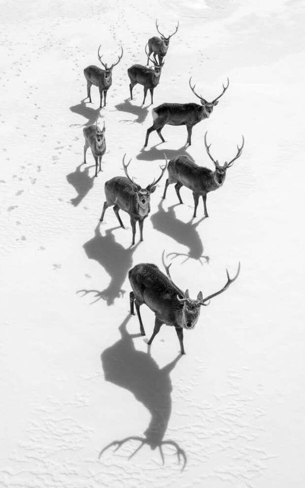Лучшие фотографии природы National Geographic 2017 Лучшие фотографии природы National Geographic 2017