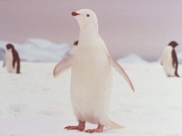 8. Пингвин альбинос, животные