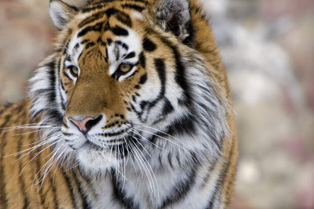 Хищник напал на десятилетнего мальчика