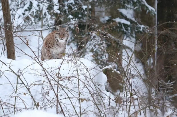 В Бурятии девочку в лагере покусала бешеная рысь