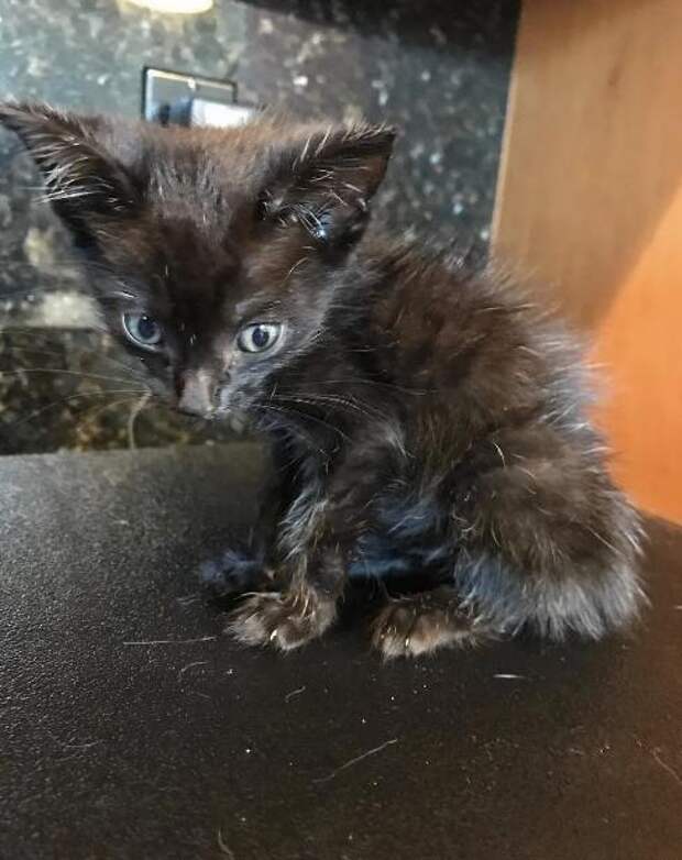помощь котенку больной котенок