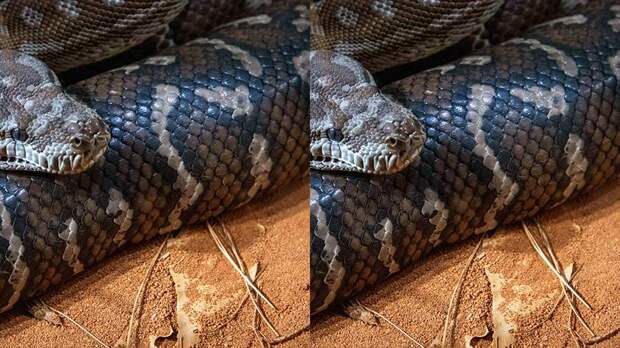 В Индии обнаружили позвонки древней гигантской змеи