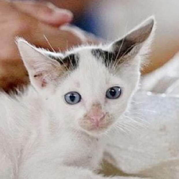Котик с голубыми глазами
