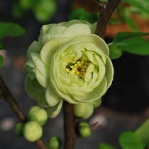 Айва японская кремово-зеленая «Киншайден» (’Kinshiden’). © emeraldplants  📷 