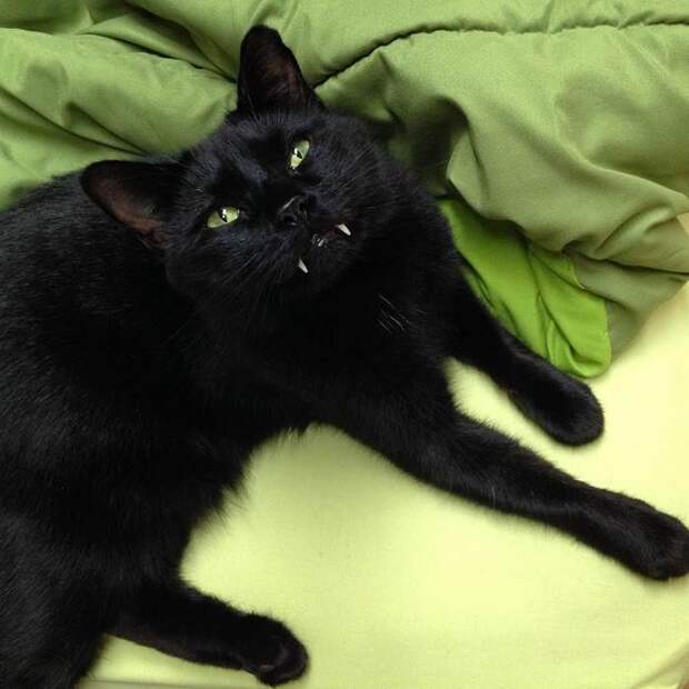 black-cat-vampire-teeth-monkey-6
