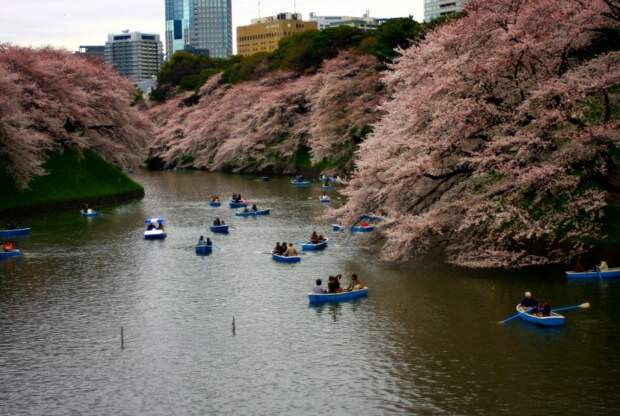 Цветение сакуры в Японии. Праздник ханами. Фото