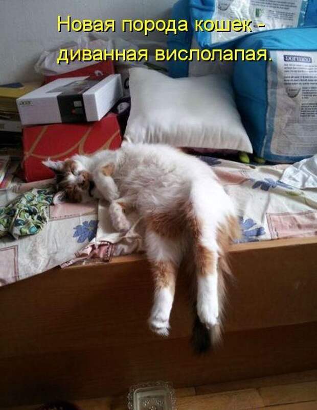 Лучшие котоматрицы недели