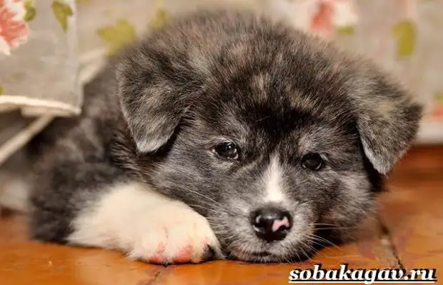 Акита ину собака. Описание, особенности, уход и цена акита ину