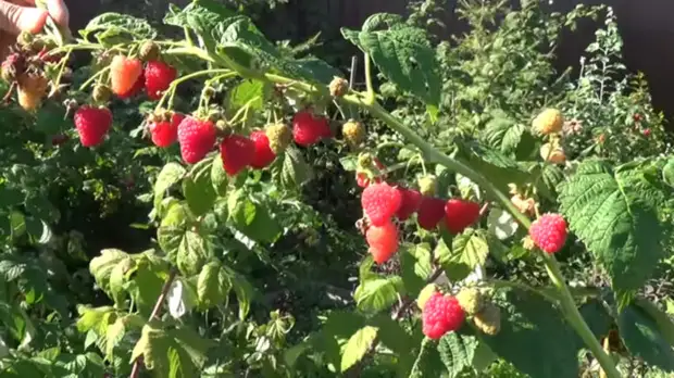 Секреты правильной посадки малины для отличного урожая