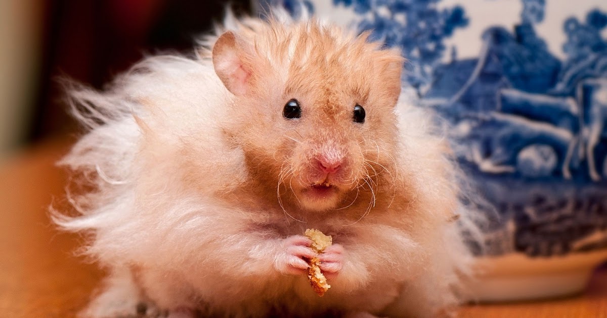 https://emosurf.com/i/0005OO00nPI5/fluffy-hamster-1600x900.jpg