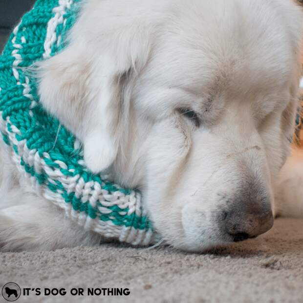 It's cold outside, and what better way to keep warm than chunky scarves that you can match to your dog? Enter to win a custom scarf from Johnny Knitsville on It's Dog or Nothing!