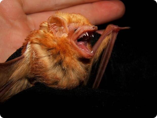 Красный волосатохвост (лат. Lasiurus borealis)