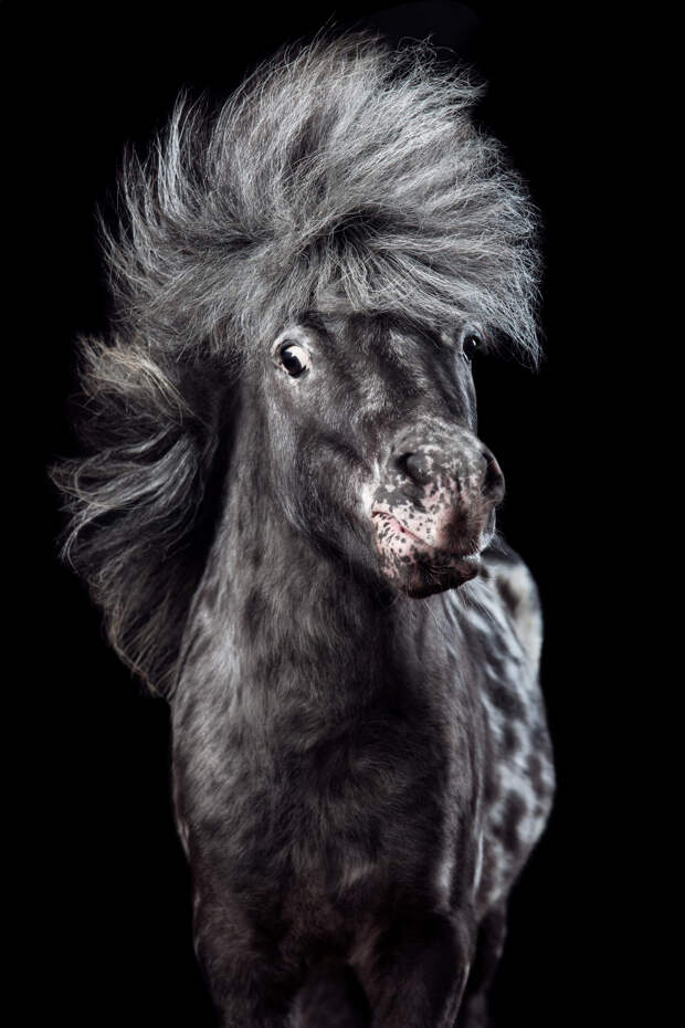 Притягательные гривы в фотографиях Вибке Хаас. Лошади, взмахивающие волосами  7