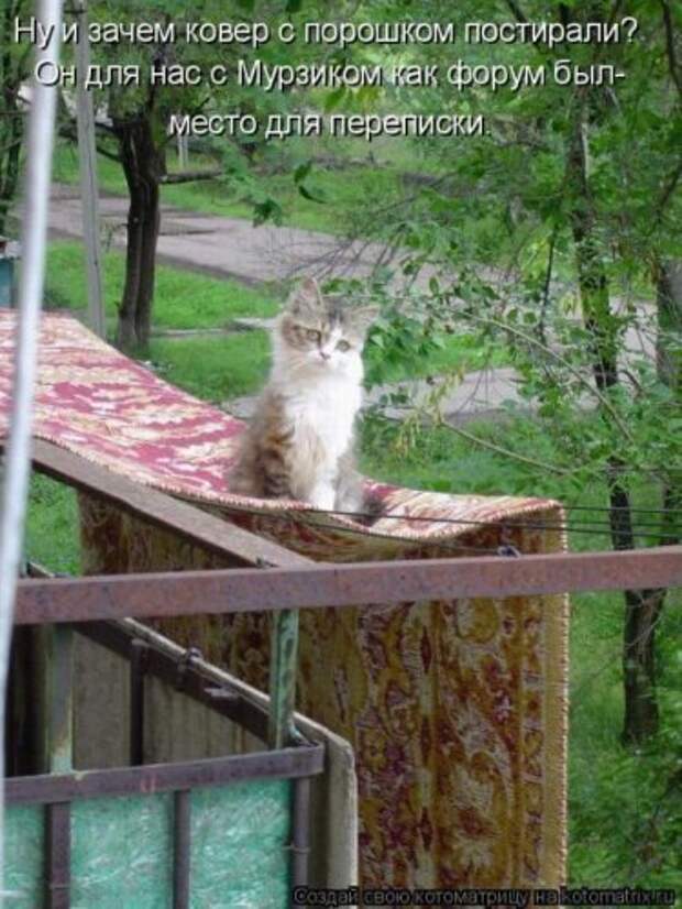 Лучшие котоматрицы недели, 25 фото