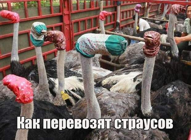 Прикольные картинки абавсём:D (12.08.16)