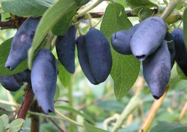 Выращивание жимолости: базовые рекомендации для садовода