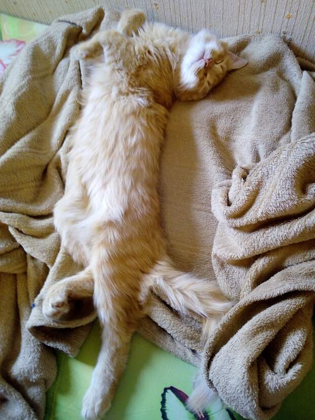 кот на кровати