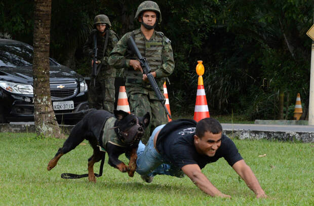 Собаки-борцы с террористами из Рио-де-Жанейро, Бразилия
