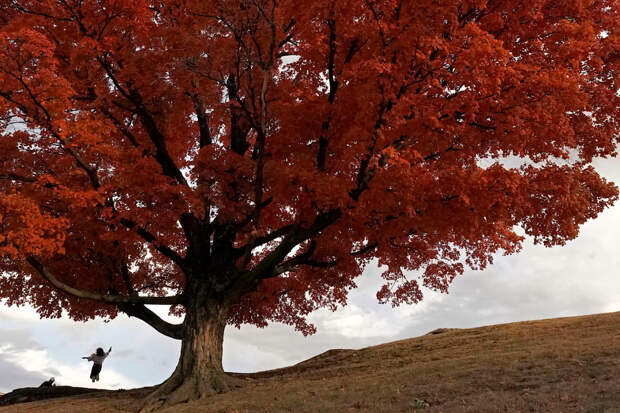 Осенние деревья в Канзас-Сити, штат Миссури