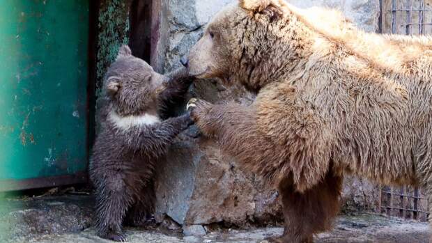 Впервые за 10 лет в Симферопольском зооуголке появился медвежонок
