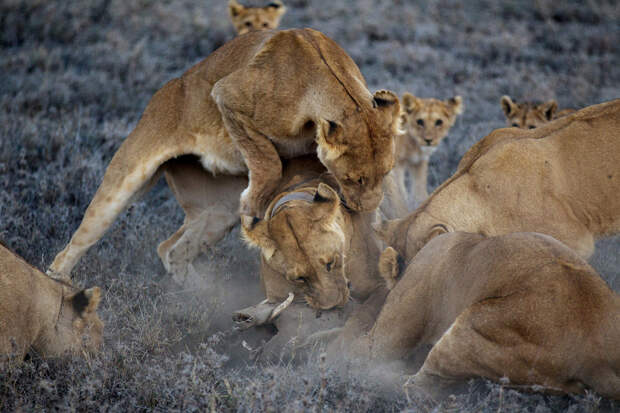 Львы поймали африканского бородавочника