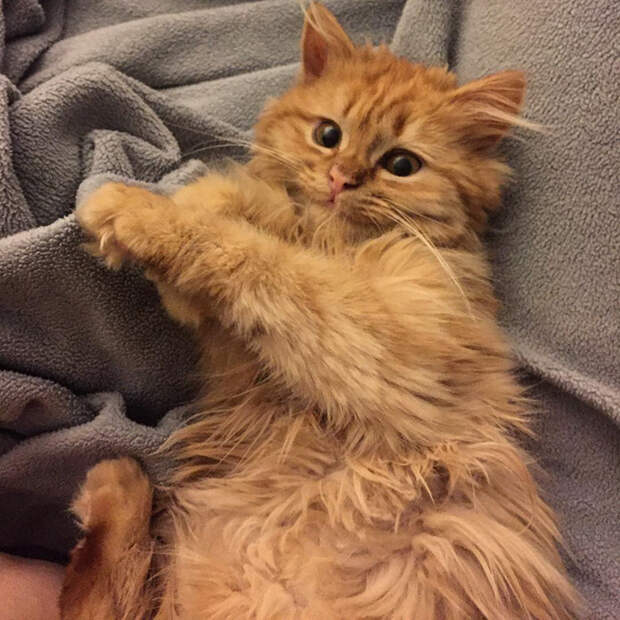 Без кота и жизнь не та
