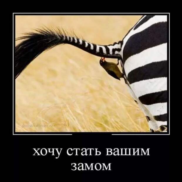 Прикольные демотиваторы с надписями. Подборка chert-poberi-dem-chert-poberi-dem-33520217102020-7 картинка chert-poberi-dem-33520217102020-7