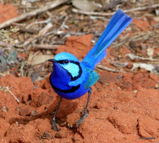 exotic-birds-2