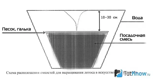 Лотос: выращивание в домашних условиях