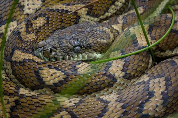 Australian Man Finds Carpet Python Blocking Fridge As He Goes For Beer