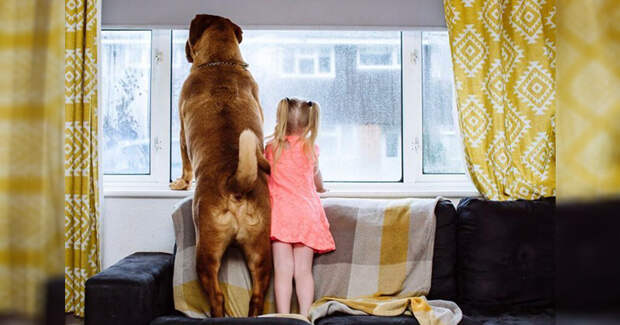 Кто бы мог подумать, что лучшим другом 4-летней девочки станет огромный французский мастиф дети, животные, истории, питомцы, собака, собаки, трогательно, фото