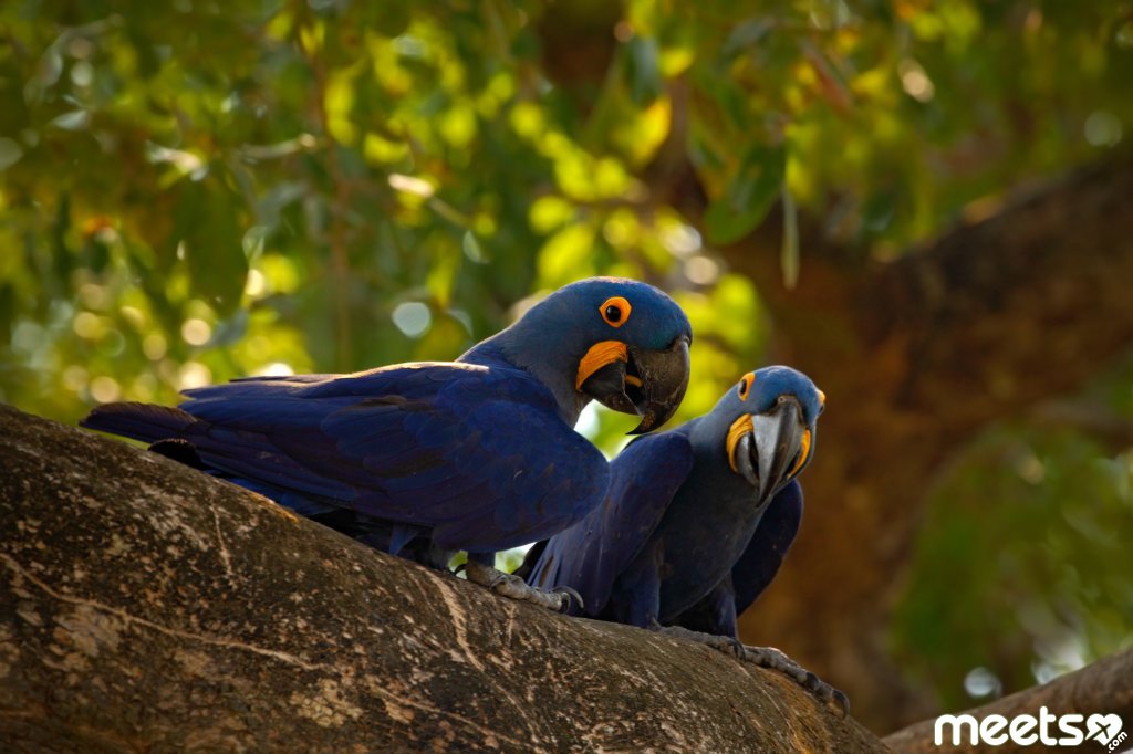 Pantanal blue parrots