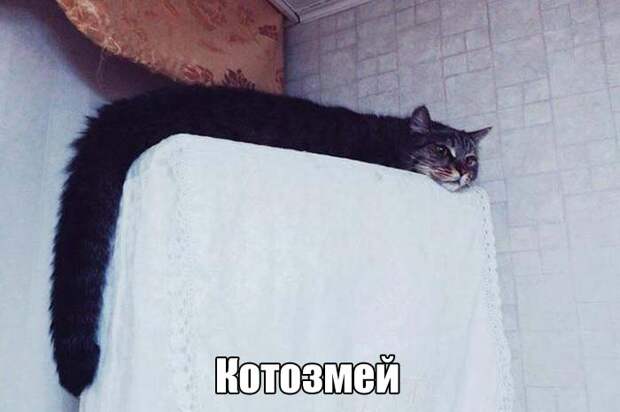 Прикольные картинки и фото с надписями для настроения (11 фото) Прикольные картинки и фото с надписями для настроения (11 фото)