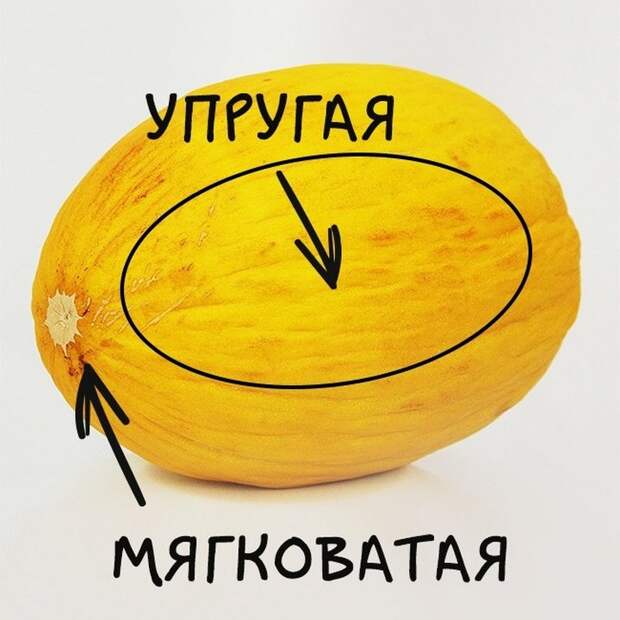 дыня