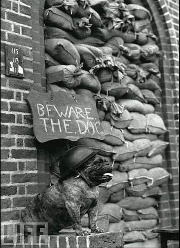 Опасайся тихой собаки Весь Мир, история, черно-белые фотографии