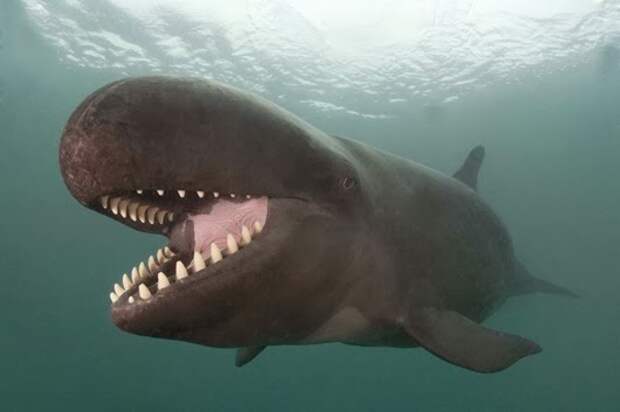 False Killer Whale Beams As he Catches His Lunch