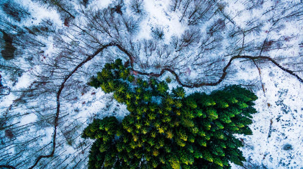 Лес в Дании. 1 место в категория «Природа». (Фото Mbernholdt): дрон, природа, фото