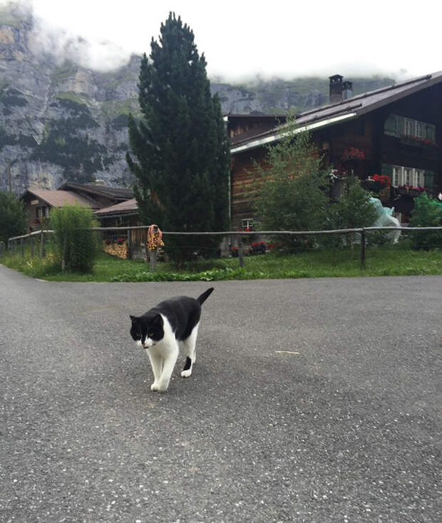 cat-guide-man-mountain-gimmelwald-switzerland-4