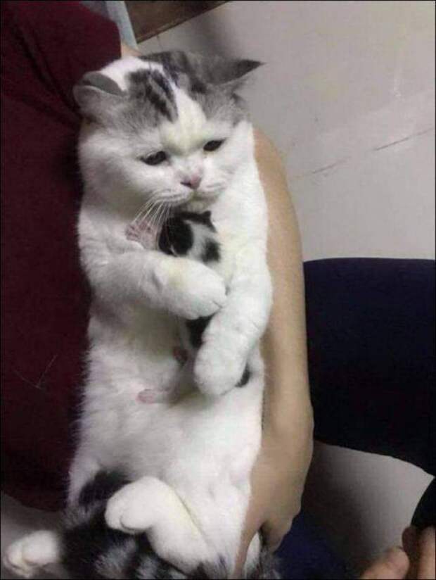 Забавный котопост)