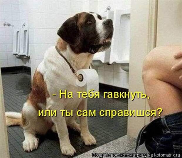Смешное о собаках!
