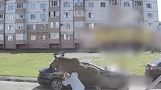 В Башкирии бегающий по улице лось сбил с ног пенсионерку с собакой