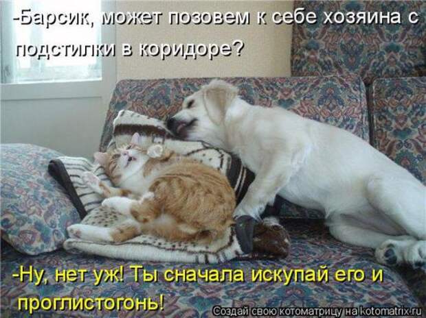 Котоматрицы(картинки с надписями)