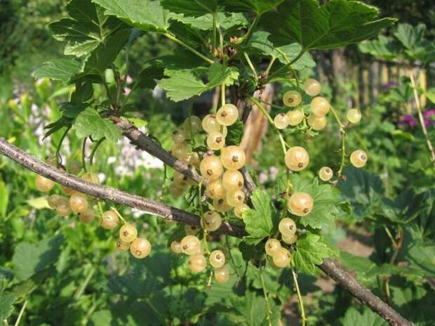 пересадка кустов смородины