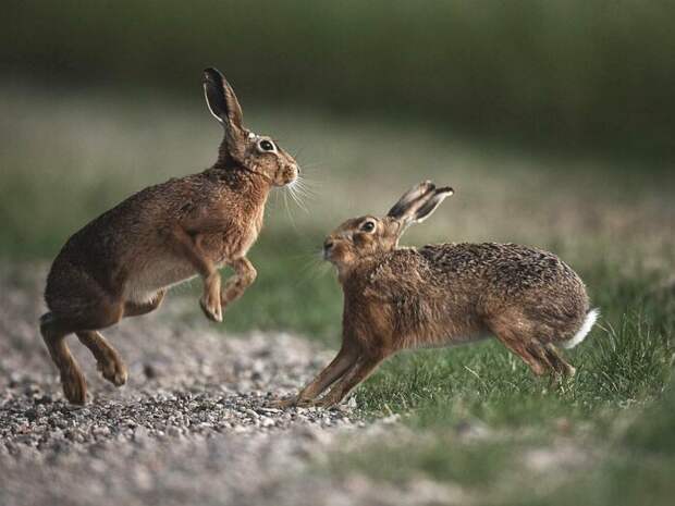 А вот это зайцы. |Фото: belgosohota.by.