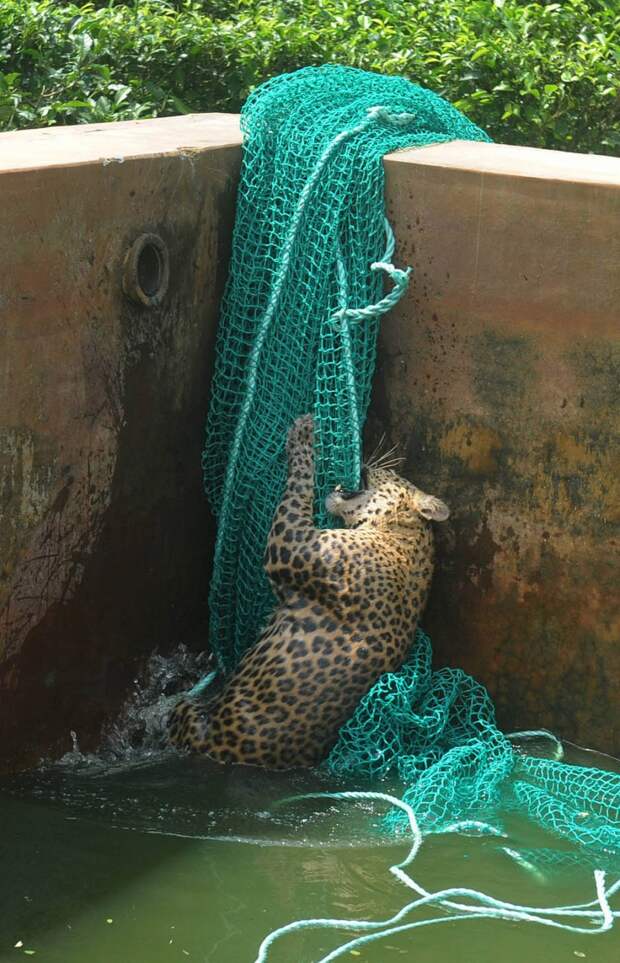 4151 Осталось восемь жизней   дикий леопард спасся, упав в резервуар с водой
