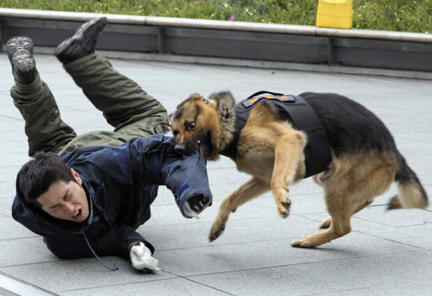 Собака-полицейский на тренировке в Токио