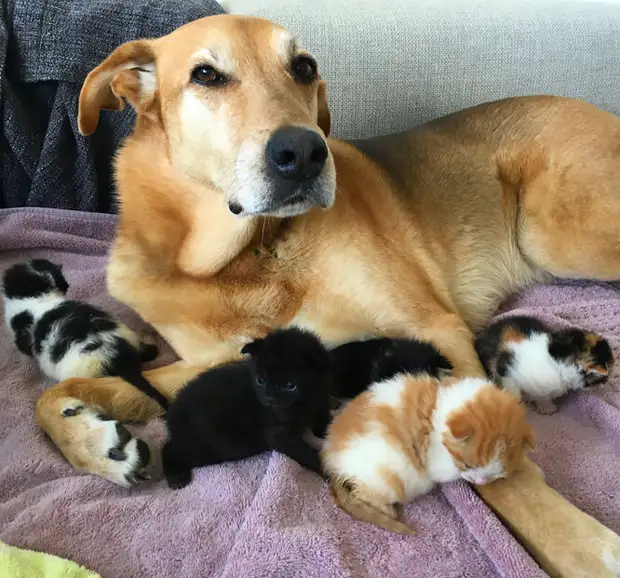 Это любовь! Спасённый пёс вырастил больше 60 приютских котят